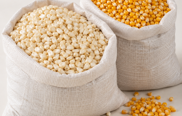 White & Yellow Maize Grain